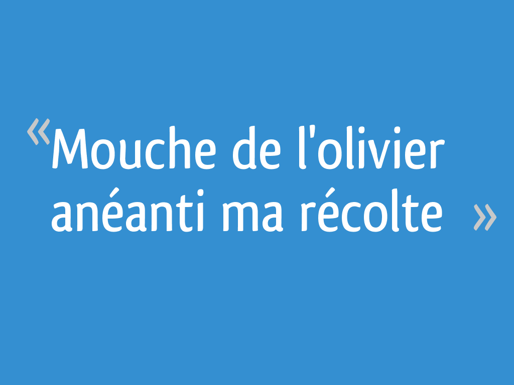 Des pièges à mouche de l'olive - créations et bricolages d'Oli